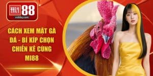cách xem mặt gà đá