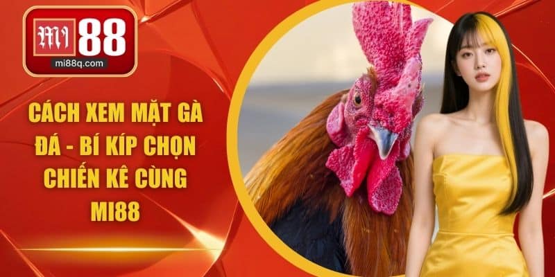 cách xem mặt gà đá
