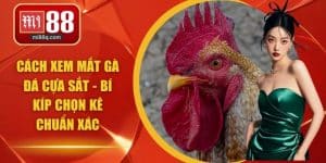 cách xem màu gà đá