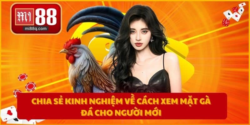 Chia sẻ kinh nghiệm về cách xem mặt gà đá cho người mới