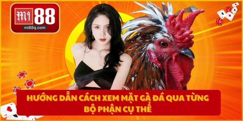 Hướng dẫn cách xem mặt gà đá qua từng bộ phận cụ thể