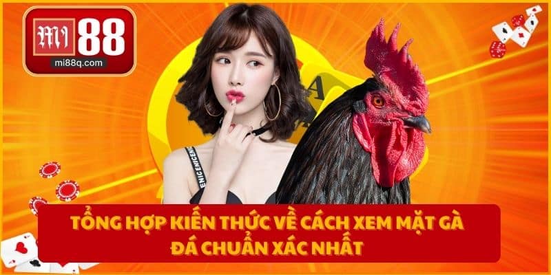 Tổng hợp kiến thức về cách xem mặt gà đá chuẩn xác nhất